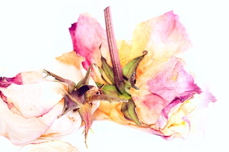 Two rosesの写真素材