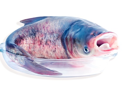 Bighead carp isolated on white  Bighead carp is a freshwater fish, one of several Asian carps 