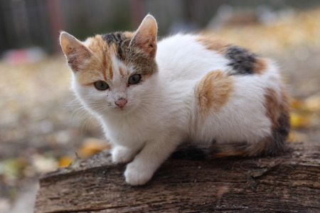 little catの写真素材