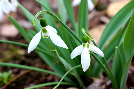 snowdropsの写真素材
