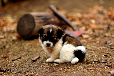 little sleepy puppyの写真素材