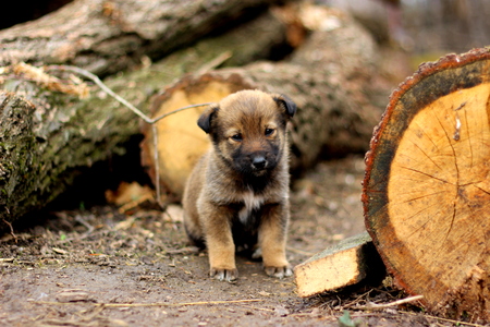 puppyの写真素材