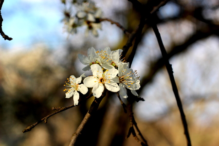 White flowers in the springtimeの写真素材