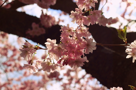 cherry blossom treeの写真素材