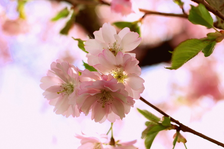 cherry blossom treeの写真素材