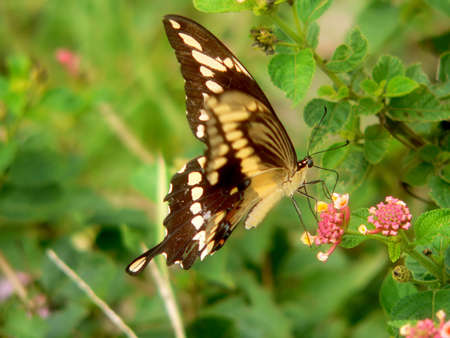 Butterfly on Flower, slight blur on front wing because of wing movementの写真素材