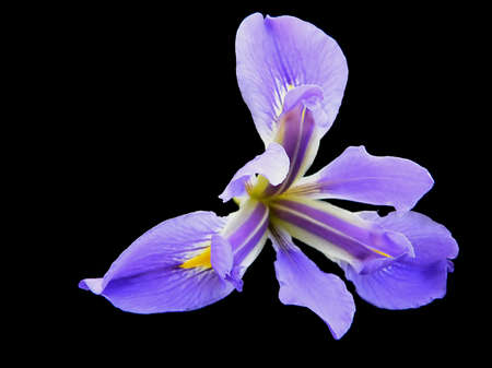 Iris on Black