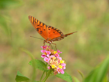 Butterfly on Lantanaの写真素材