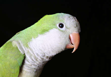 Quaker Parrotの写真素材