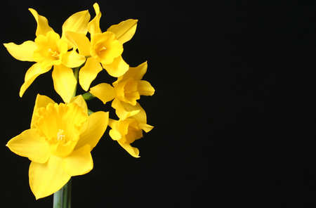 Daffodilsの写真素材