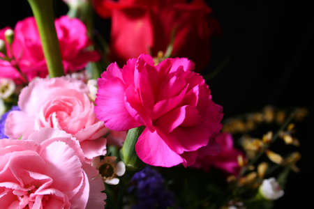 Pink Carnationsの写真素材