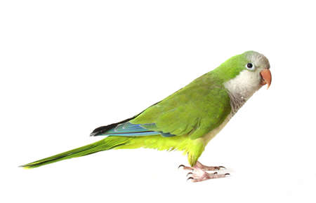 Quaker Parrotの写真素材