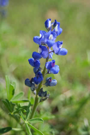 Bluebonnetの写真素材