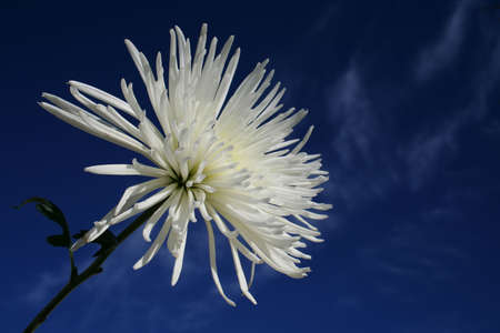 Flower with Blue Sky