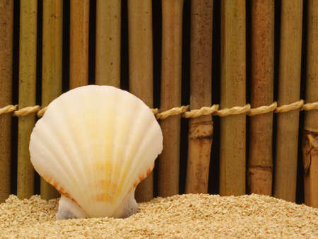Sea Shell on Bambooの写真素材