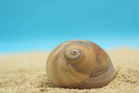 Sea Shell on Sandの写真素材