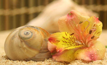 Sea Shell and Flowerの写真素材