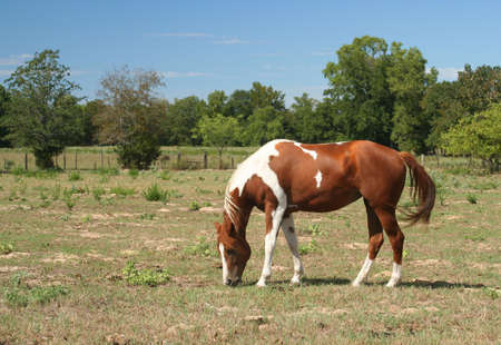 Horse in Rural East Texasの写真素材