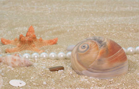 Sea Shells and Pearls with Starfish on Sandの写真素材