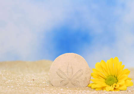 Sand Dollar and Yellow Daisy on Sand の写真素材