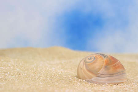 Sea Shell on Sand With Blue Sky Backgroundの写真素材