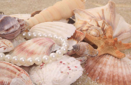 Sea Shells With Pearl Necklace and Starfish on Sand