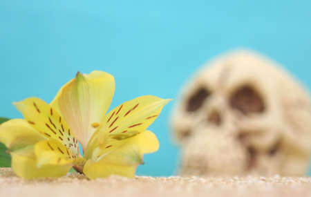 Flower and Skull on Beach, Shallow DOFの写真素材
