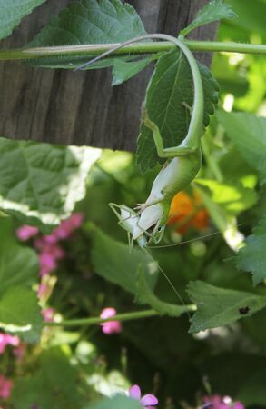 Green Anole Lizard (Anolis carolinensis) eating a Katydid also called Bush Cricket