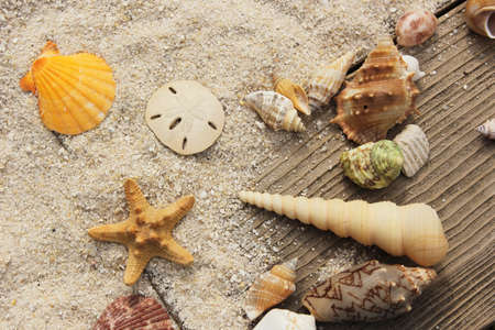 Seashell on Boardwalk at Tropical Beach on Hot Summer Day