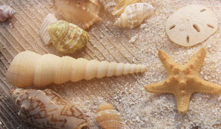 Seashell on Boardwalk at Tropical Beach on Hot Summer Day