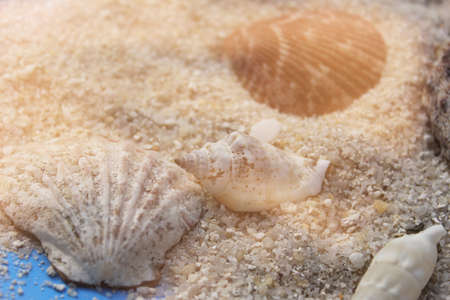 Seashell on Boardwalk at Tropical Beach on Hot Summer Day