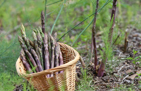 Organic Purple and Green Asparagus in Organic Gardenの写真素材