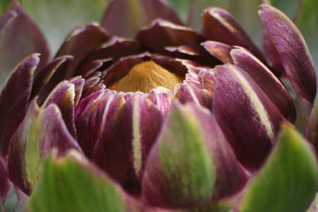 Artichoke in Garden With Blurred Green Backgroundの写真素材