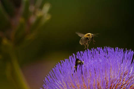 Blooming Purple Artichoke Growing in Garden Blurred Backgroundの写真素材