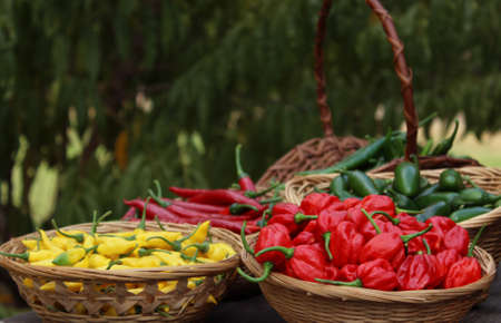 Habanero Peppers, Jalapeno Peppers and Aji Limon peppers in basket at Farmers Marketの写真素材