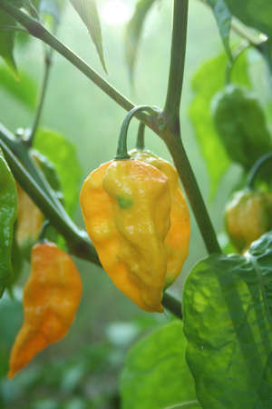 Fatalii peppers growing in outdoor garden with natural lense flare - Capsicum chinense var. fatalii