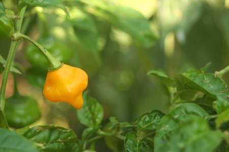 Jamaican Hot Yellow Scotch Bonnet Pepper. Capsicum chinenseの写真素材
