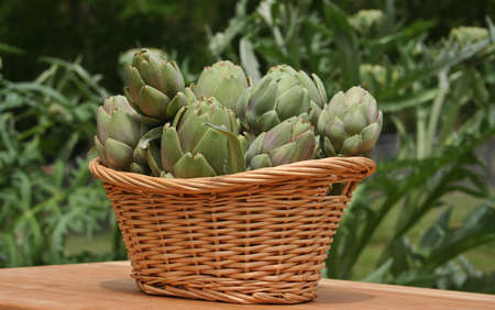 Artichokes in Basket With Artichoke Plants in Backgroundの写真素材