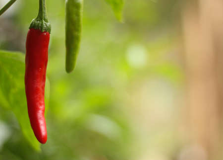 Cayenne Peppers Growing in Gardenの写真素材