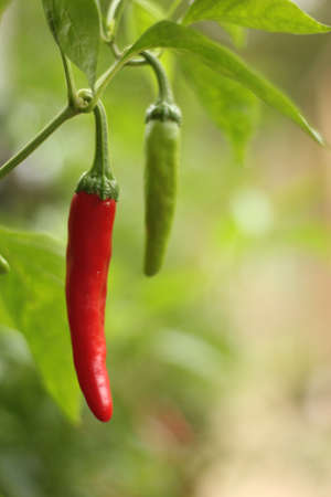 Cayenne Peppers Growing in Garden