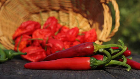 Jalapeno and Cayenne Peppers at local rural farmers marketの写真素材