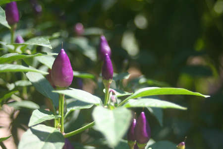 Colorful Ornamental Peppers Growing in Gardenの写真素材