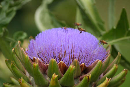 Blooming Purple Artichoke Growing in Garden Blurred Backgroundの写真素材