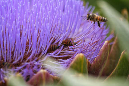 Blooming Purple Artichoke Growing in Garden Blurred Backgroundの写真素材