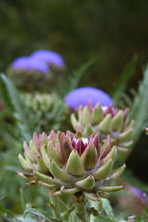 Blooming Purple Artichoke Growing in Garden Blurred Backgroundの写真素材