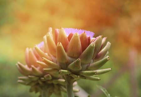 Blooming Purple Artichoke Growing in Garden Blurred Backgroundの写真素材