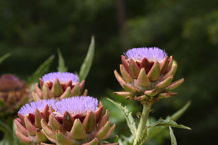 Blooming Purple Artichoke Growing in Garden Blurred Backgroundの写真素材
