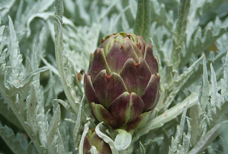 Blooming Purple Artichoke Growing in Garden Blurred Backgroundの写真素材