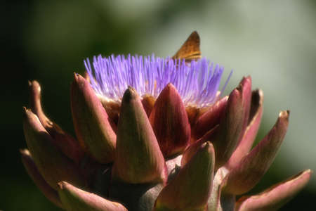 Blooming Artichoke in Garden With Butterflyの写真素材
