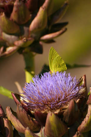 Blooming Artichoke in Garden With Butterflyの写真素材